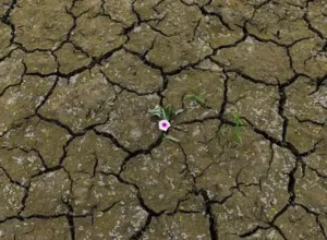 flowers growing through cracked ground