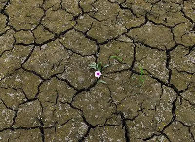 flowers growing through cracked ground