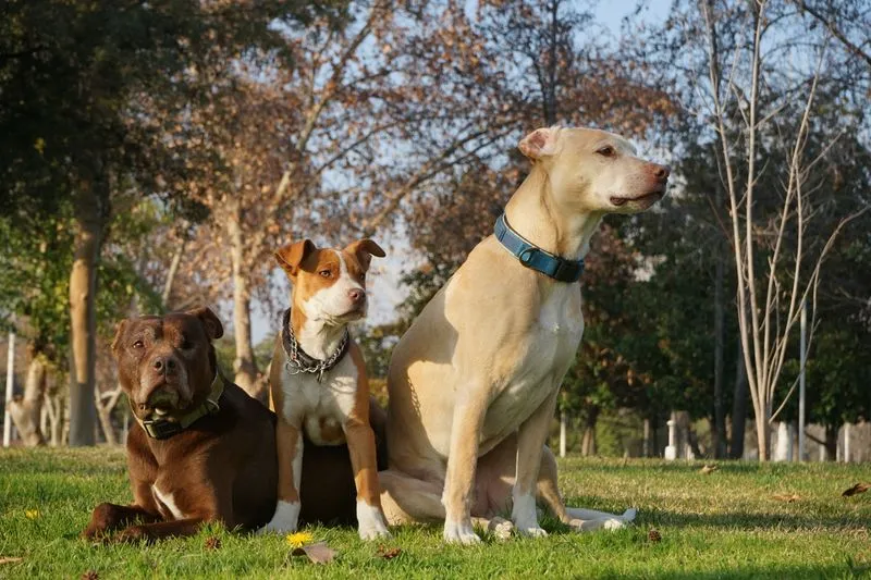 three pitbulls