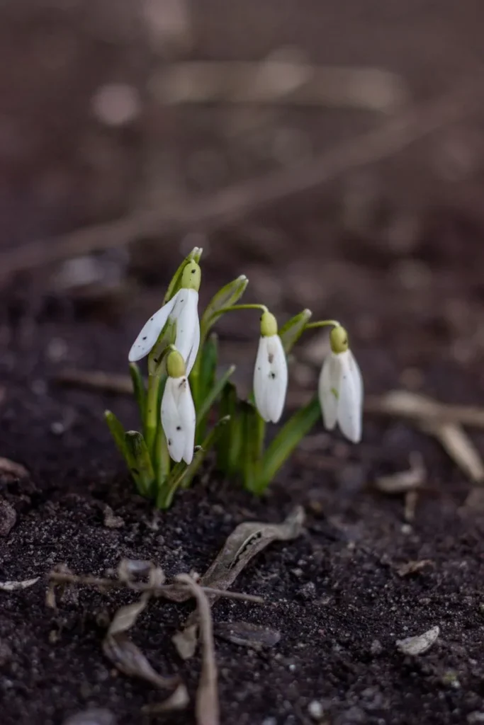 bulbs coming up under soil
