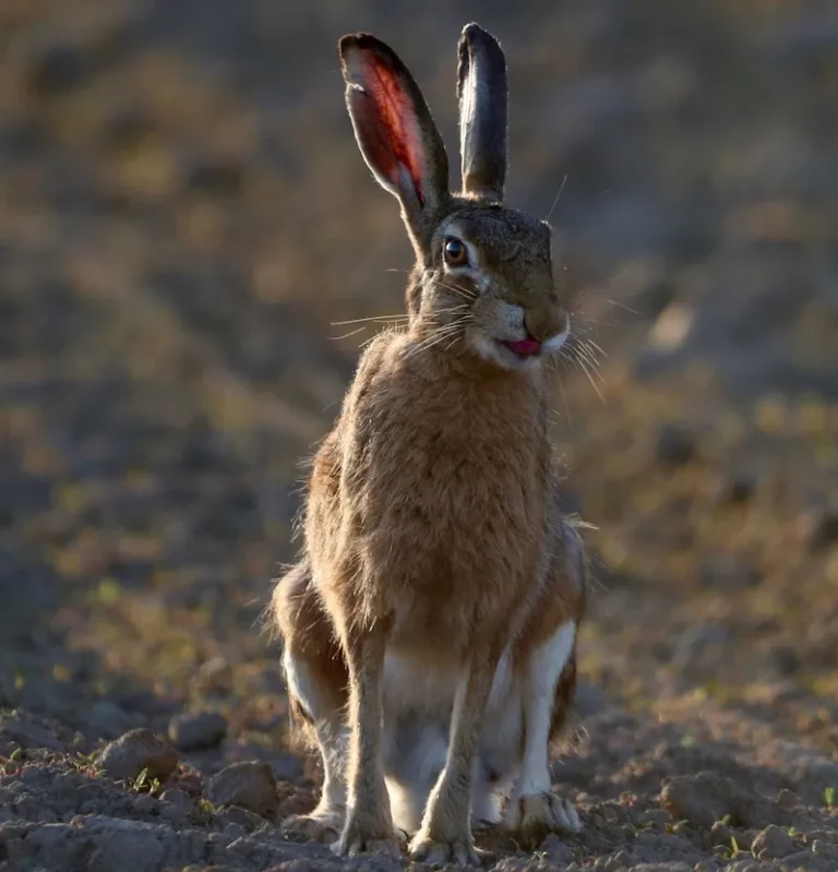 hare in field