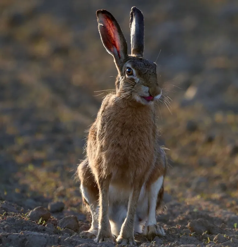 hare in field