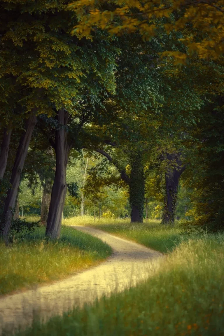 winding path in and out of trees