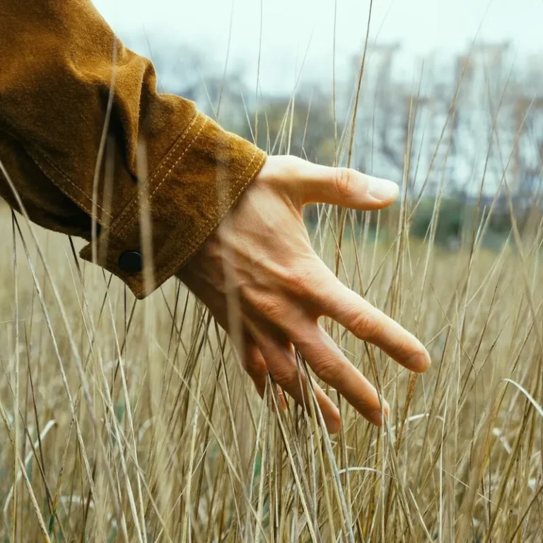 person with hand outstretched touching long grass in field