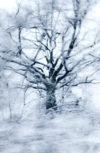 tree in winter