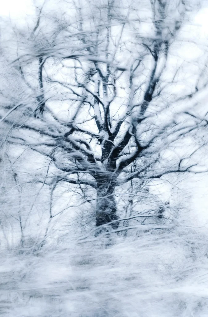 tree in winter
