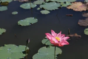 bright pink lotus flower in dark pond