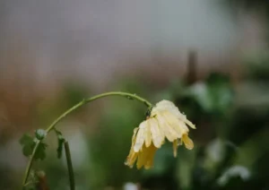 flower wilting