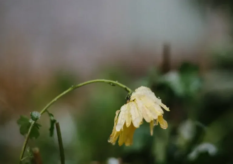flower wilting