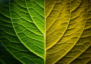 leaf with two colours