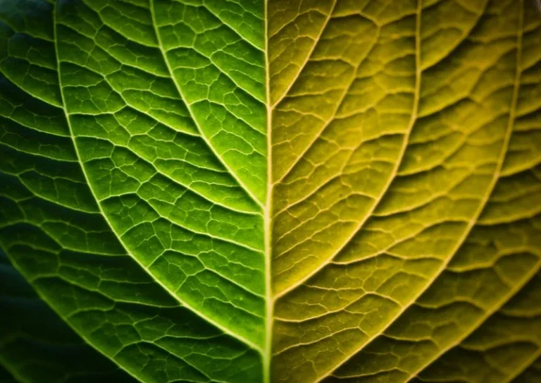 leaf with two colours