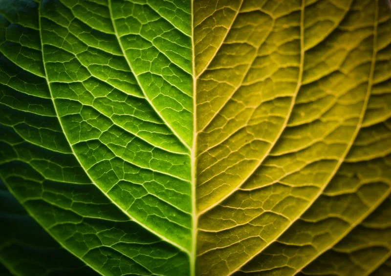 leaf with two colours